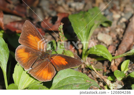 Virgin fish (male) 120804286