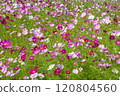 Cosmos in full bloom 120804560