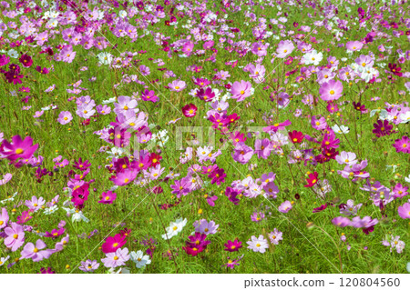 Cosmos in full bloom Cosmos in full bloom 120804560