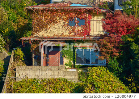 An old vacant house covered in ivy and autumn leaves in an urban area of Kanagawa Prefecture 120804977