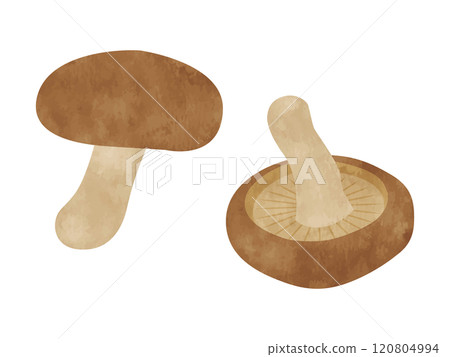 Vegetables Shiitake mushrooms Handwritten style 120804994