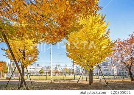 Autumn leaves at Nakano City Hongo Fureai Park Autumn leaves at Nakano City Hongo Fureai Park 120805091