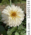White dahlia 120805144