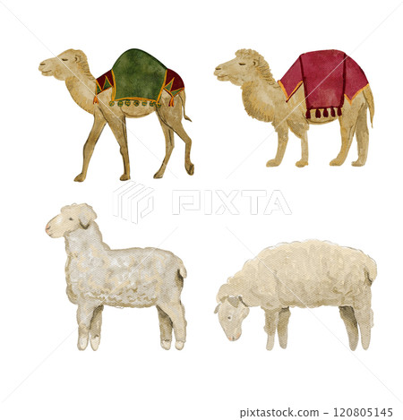 Camel with saddle blanket and sheep watercolor illustration set. Hand painted art for cards, posters, stickers, tape, decoration for celebration of true Christmas. Cute minimalistic clip art 120805145