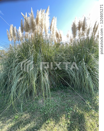 Susuki shining in the blue sky Susuki shining in the blue sky 120805271