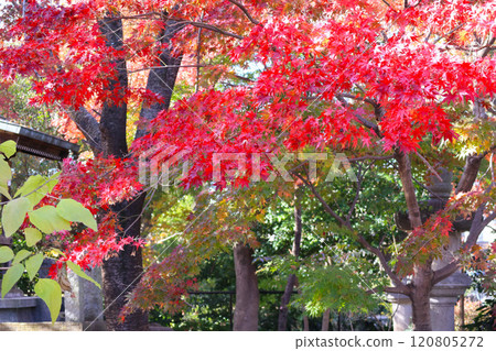 Landscape with autumn leaves 120805272