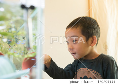小學生觀察熱帶魚 小學生觀察熱帶魚 120805454
