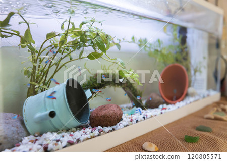 家裡養的熱帶魚水族箱 120805571