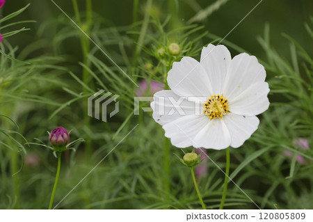 Close-up of white cosmos flowers 120805809