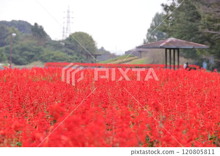 Salvia flowers dyeing the flowerbeds red Salvia flowers dyeing the flowerbeds red 120805811