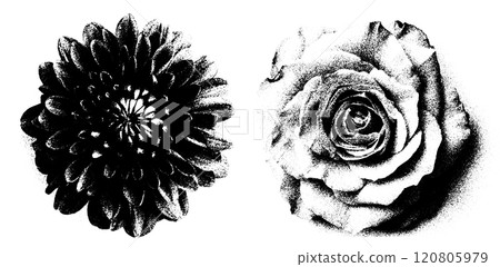 Abstract floral set featuring rose, daisy, and chamomile illustrations. Hand drawn ink sketches with grunge spray and noise effects. Black and white graphic Abstract floral set featuring rose, daisy, and chamomile illustrations. Hand drawn ink sketches with grunge spray and noise effects. Black and white graphic 120805979