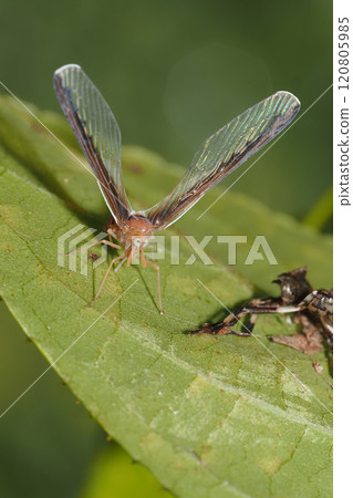 maegurohanenagaunka maegurohanenagaunka 120805985