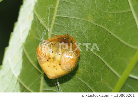 Otorino Fundamesi (female) 120806201