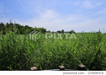 Scenery of the reeds of Morinji Marsh in Tatebayashi City, Gunma Prefecture Scenery of the reeds of Morinji Marsh in Tatebayashi City, Gunma Prefecture 120806419