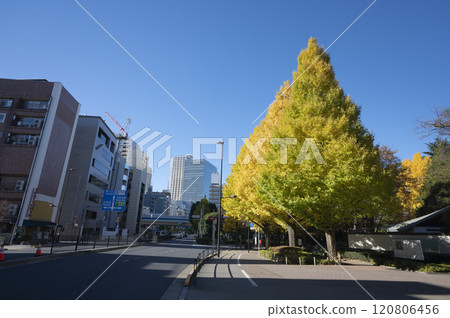 Yellow leaves of ginkgo trees at Shirokanedai Kami-Osaki intersection in Minato Ward 120806456