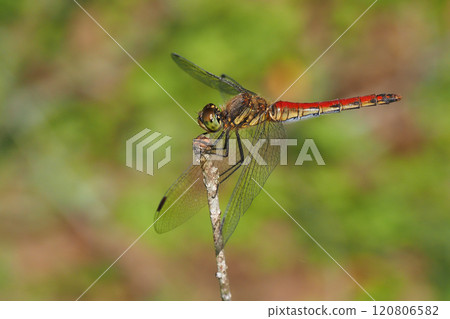 Akiakane (female) 120806582