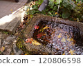 Autumn leaves floating in hand bowl 120806598