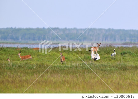 A herd of Ezo deer and red-crowned cranes grazing on the grasslands of Hokkaido's Notsuke Peninsula A herd of Ezo deer and red-crowned cranes grazing on the grasslands of Hokkaido's Notsuke Peninsula 120806612
