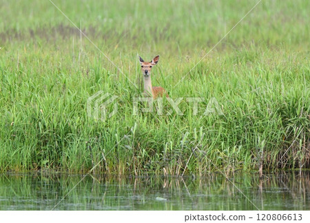 北海道野付半島濕地裡吃草的梅花鹿 北海道野付半島濕地裡吃草的梅花鹿 120806613
