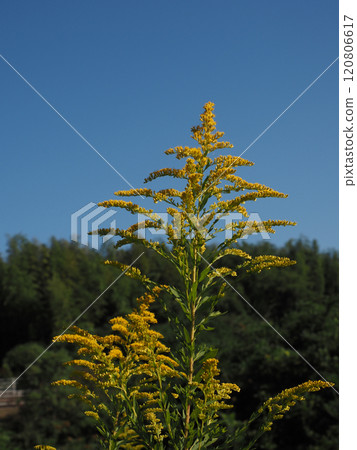 Autumn sky and flowers and buds of Solidago altissima Autumn sky and flowers and buds of Solidago altissima 120806617
