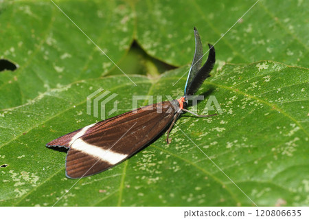 Firefly 120806635