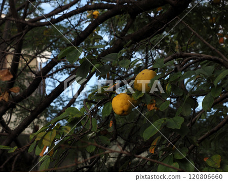 A quince tree with yellow fruit (quince on the bank of the Enokuchi River) A quince tree with yellow fruit (quince on the bank of the Enokuchi River) 120806660