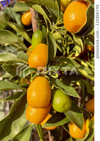 Kumquat Harvest. kumquat tree laden with ripe, golden fruits. A close-up of kumquats ripening on a tree branch. The vibrant colors of a kumquat tree in full fruit.  120806748