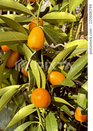 Kumquat Harvest. kumquat tree laden with ripe, golden fruits. A close-up of kumquats ripening on a tree branch. The vibrant colors of a kumquat tree in full fruit.  120806749