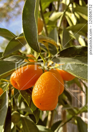 Kumquat Harvest. kumquat tree laden with ripe, golden fruits. A close-up of kumquats ripening on a tree branch. The vibrant colors of a kumquat tree in full fruit. Kumquat Harvest. kumquat tree laden with ripe, golden fruits. A close-up of kumquats ripening on a tree branch. The vibrant colors of a kumquat tree in full fruit. 120806752