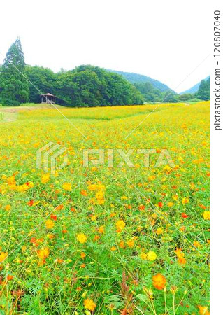 Cosmos in full bloom, Autumn cherry blossoms, Cosmosberg, Omoshiroyama Plateau Cosmos in full bloom, Autumn cherry blossoms, Cosmosberg, Omoshiroyama Plateau 120807040