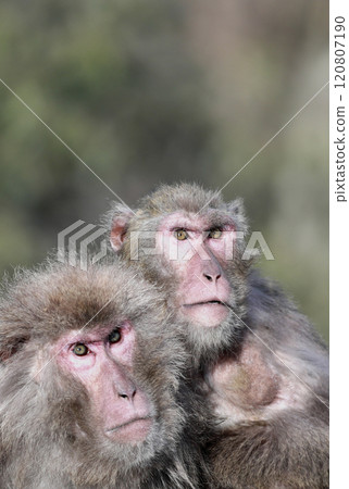 猴子家 猴子 屋久島猴子 猴子 可愛的猴子 120807190