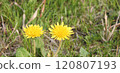Dandelion, spring flowers, wildflowers, spring wildflowers 120807193