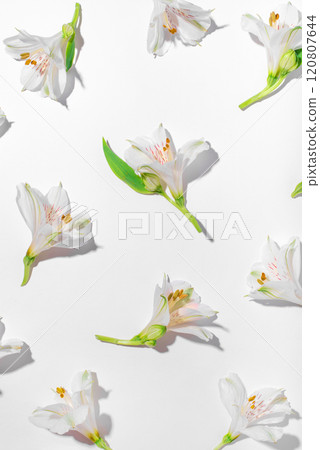 Fresh white flowers on a white background. 120807644