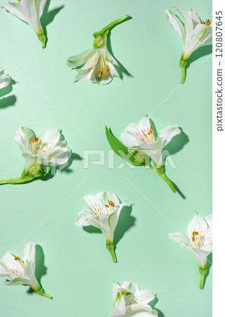 Fresh white flowers on a green background. 120807645
