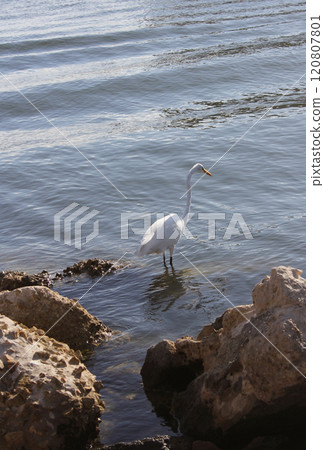 Great Egret Wading in Water off St Pete Beach Florida 120807801
