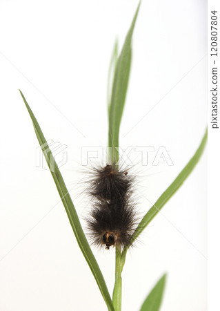 Caterpillar on Plants in Organic Garden Rural East Texas Caterpillar on Plants in Organic Garden Rural East Texas 120807804