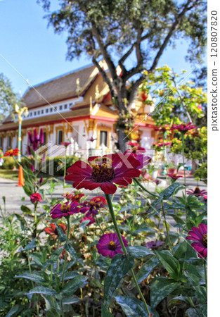 Thai Buddhist Temple Located in Tampa Florida 120807820