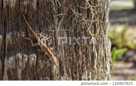 Wild Brown Anole Lizard on Tree in Tampa Florida 120807825