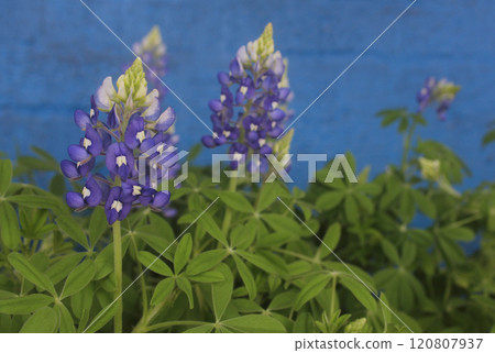 Close up of Texas Bluebonnet Flowers With Blue Brick Wall in Background 120807937