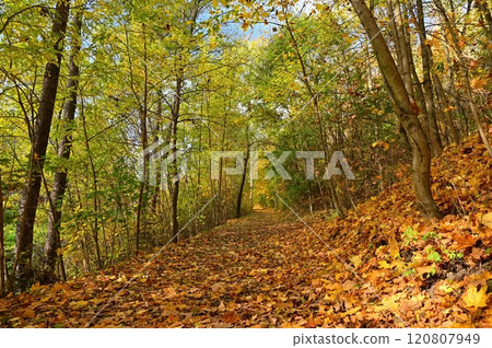 Autumn background with colorful trees. Nature with landscape. Seasonal concept for fall. Autumn background with colorful trees. Nature with landscape. Seasonal concept for fall. 120807949
