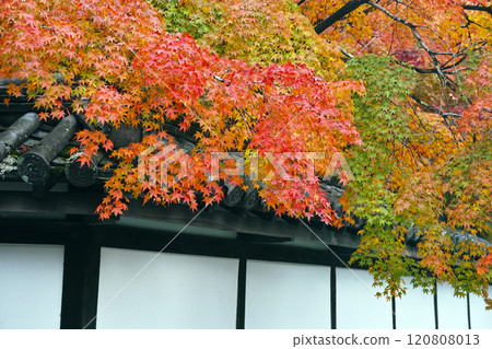 京都Nanzenji秋葉 120808013