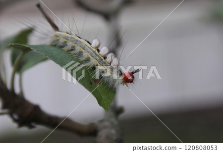 Caterpillar on Plants in Organic Garden Rural East Texas 120808053