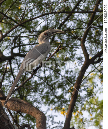 indian grey hornbill or Ocyceros birostris keoladeo national park forest bharatpur bird sanctuary rajasthan india asia bird perched on tree branch in natural green background in winter season safari indian grey hornbill or Ocyceros birostris keoladeo national park forest bharatpur bird sanctuary rajasthan india asia bird perched on tree branch in natural green background in winter season safari 120808091