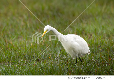 great egret or ardea alba closeup at keoladeo national park forest bird sanctuary bharatpur rajasthan india in natural green background shallow water wetland in isolated in peak winter season safari 120808092
