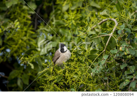 Himalayan bulbul or white cheeked bulbul or Pycnonotus leucogenys bird closeup or portait perched on branch in winter season safari at keoladeo national park bharatpur bird sanctuary rajasthan india 120808094