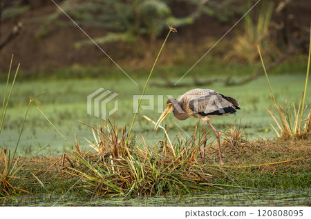 painted storks or Mycteria leucocephala at keoladeo national park or bharatpur bird sanctuary rajasthan india juvenile bird feeding grass behavior in natural green background in winter sesaon safari painted storks or Mycteria leucocephala at keoladeo national park or bharatpur bird sanctuary rajasthan india juvenile bird feeding grass behavior in natural green background in winter sesaon safari 120808095