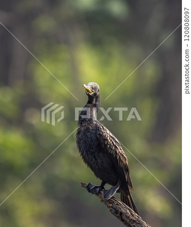 wild indian cormorant or Indian shag or Phalacrocorax fuscicollis at keoladeo national park bharatpur sanctuary rajasthan india Non breeding bird portrait with blue iris in natural green background wild indian cormorant or Indian shag or Phalacrocorax fuscicollis at keoladeo national park bharatpur sanctuary rajasthan india Non breeding bird portrait with blue iris in natural green background 120808097