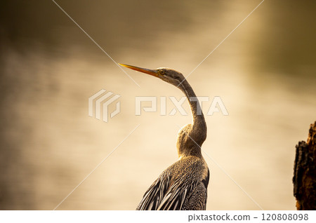 Oriental darter or Indian darter or Anhinga melanogaster bird fine art closeup or portrait in winter season safari at keoladeo national park bharatpur bird sanctuary forest rajasthan india asia 120808098