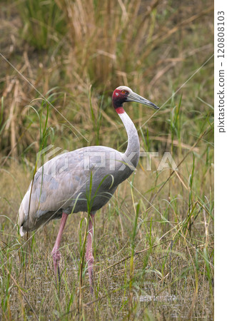 sarus crane or Grus antigone at keoladeo national park bharatpur bird sanctuary rajasthan india asia. tallest flying bird closeup or portrait in natural green background during winter safari excursion 120808103
