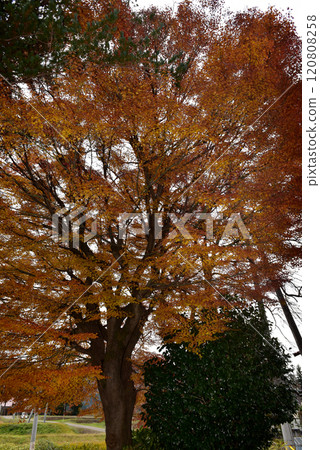 Azalea's autumn leaves 120808258